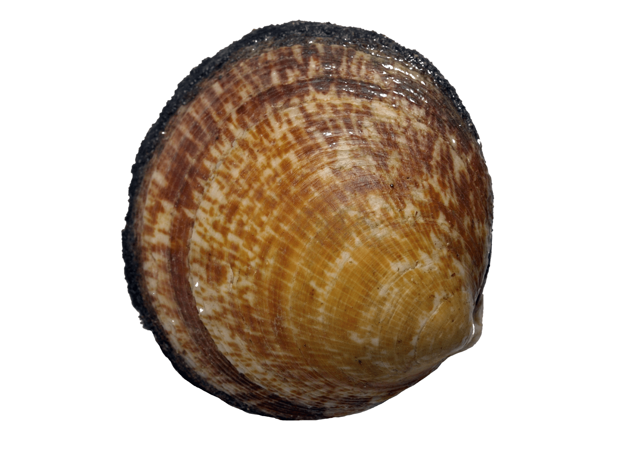 Amande de mer - Glycymeris