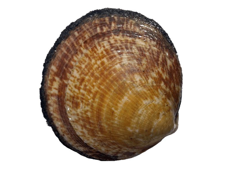 Bulot-bucci.