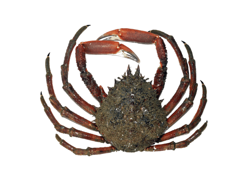 Common spider crab