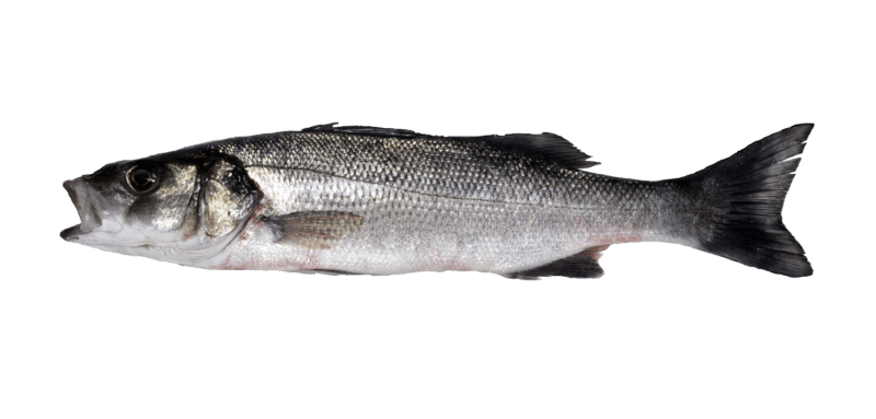 European seabass