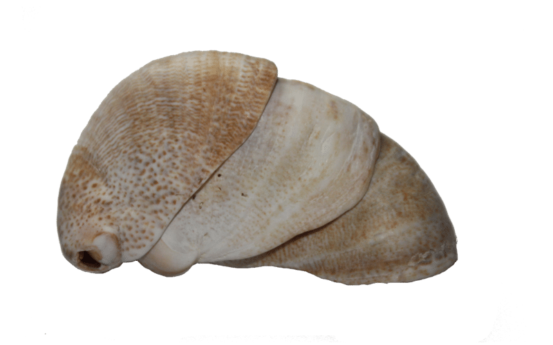 American sipper limpet