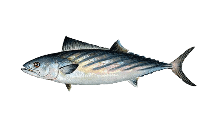 Pelamida