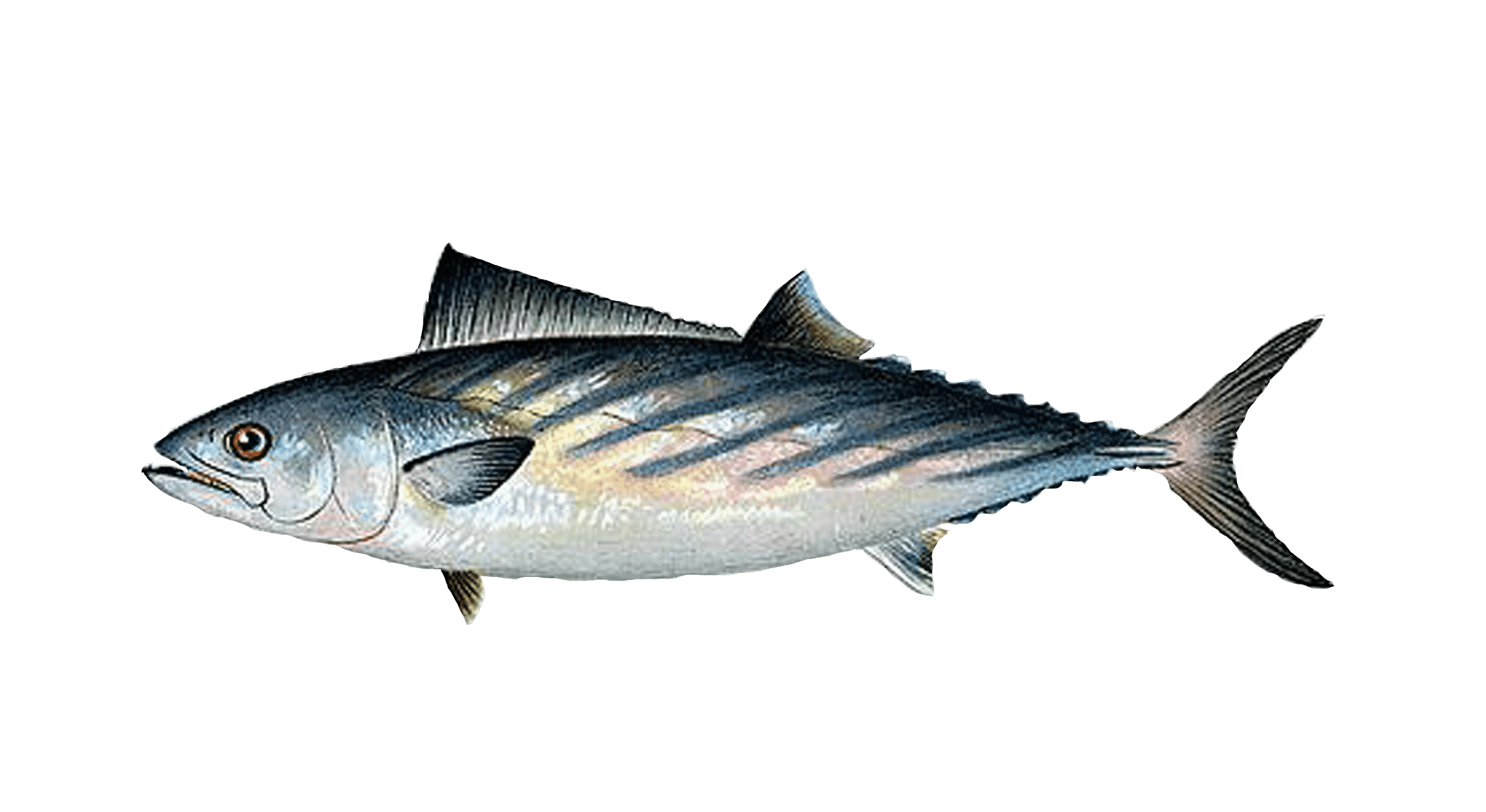 Pelamida