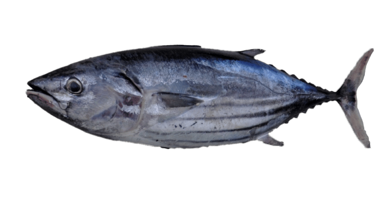 Skipjack tuna