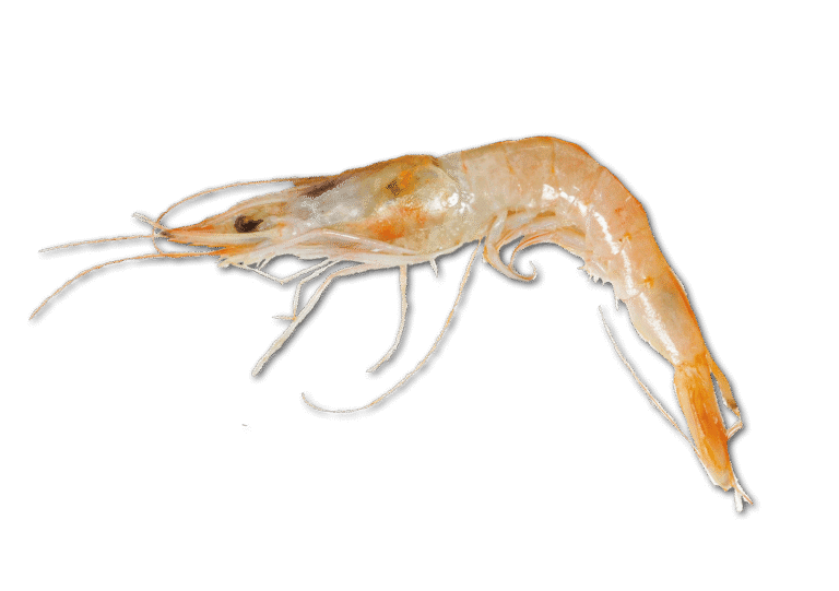 Common prawn