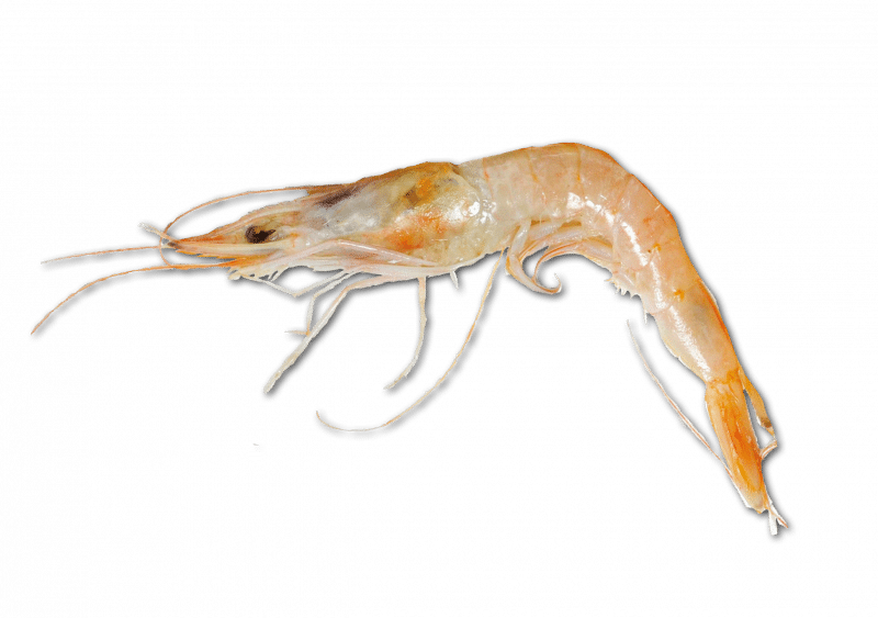 Common Prawn