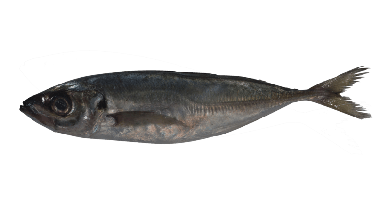 Atlantic horse mackerel