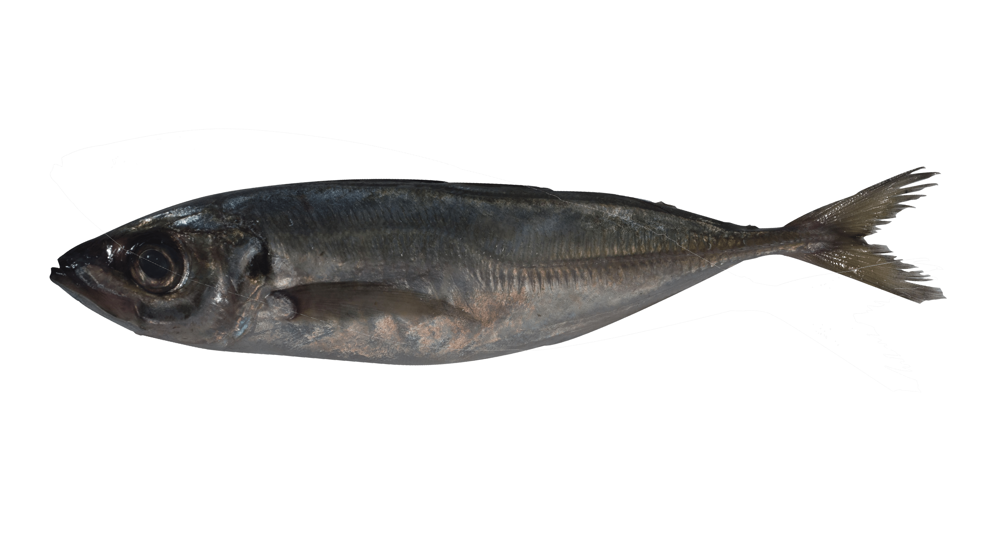 Atlantic horse mackerel_Trachurus trachurus_Consum_Mr.Goodfish