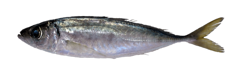 Mediterranean horse mackerel