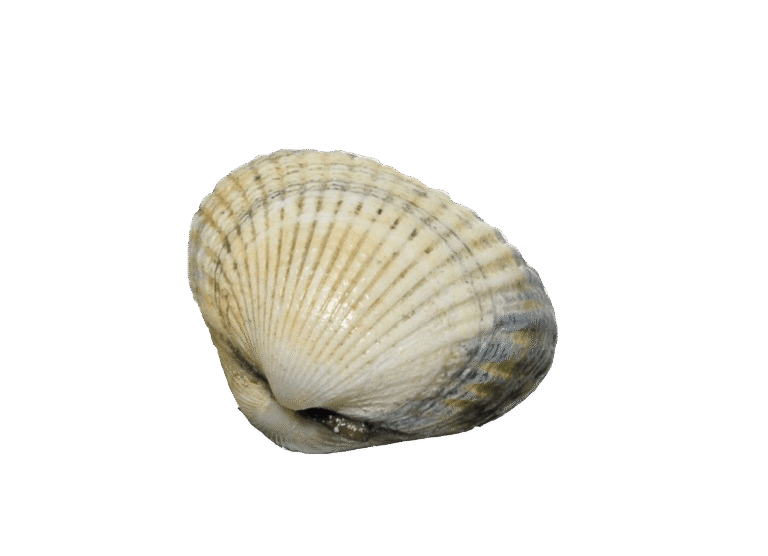 Common cockle