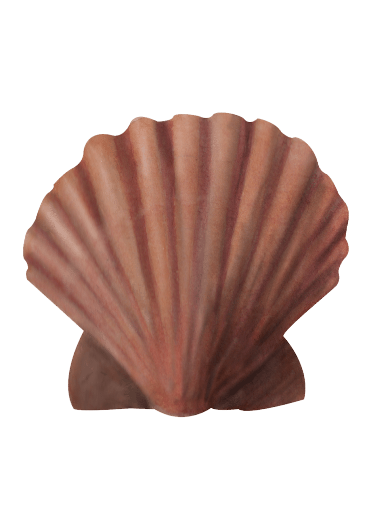 coquillesaintjacques mrgoodfish