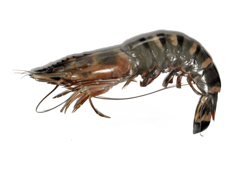 Hodowlana krewetka tygrysia Mr.Goodfish