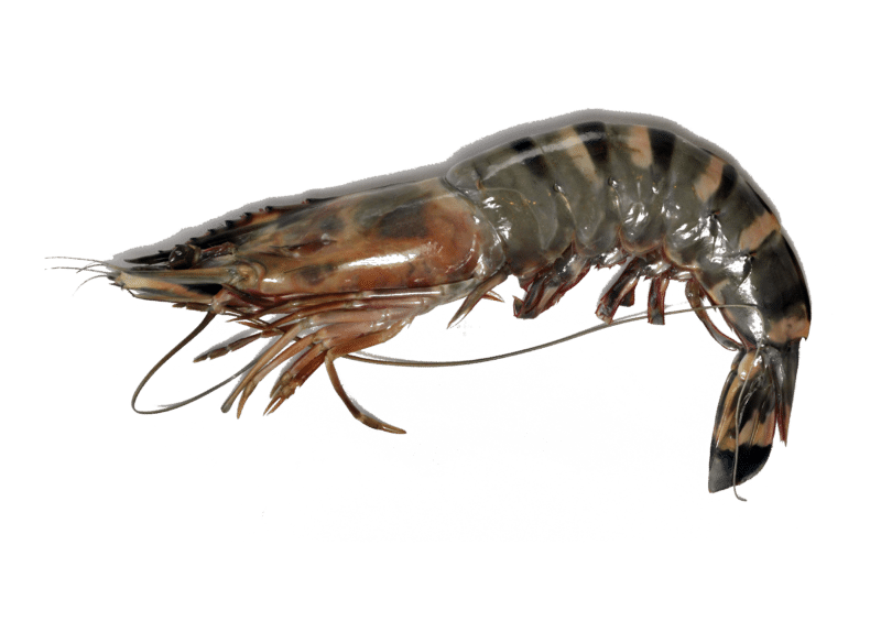 Langostino jumbo