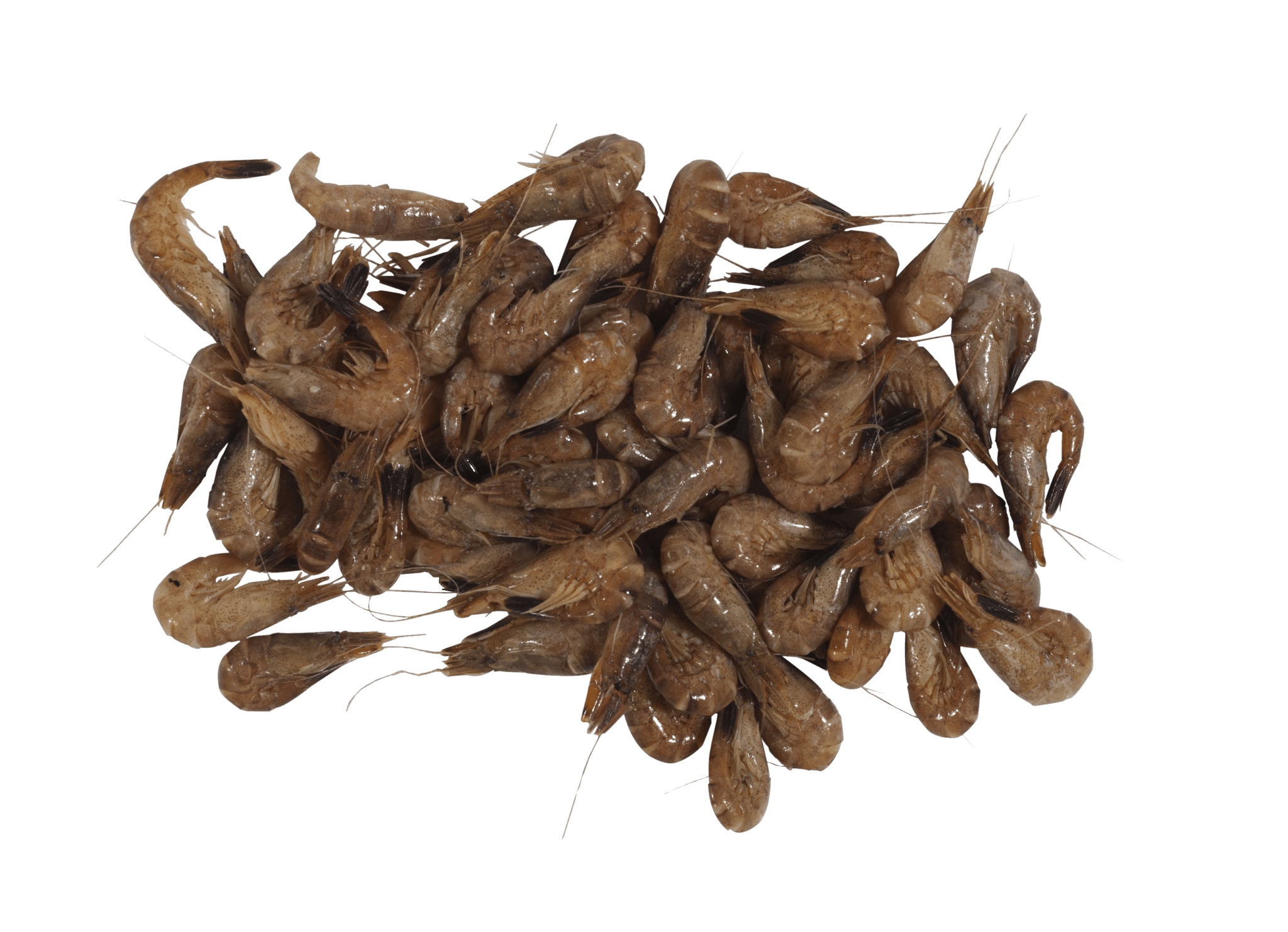 Crevette grise_Crangon_Consommez responsable_Mr.Goodfish