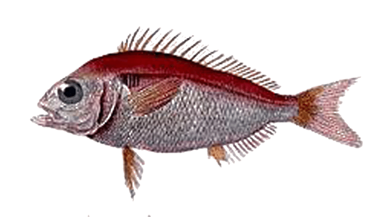 Blackspot seabream