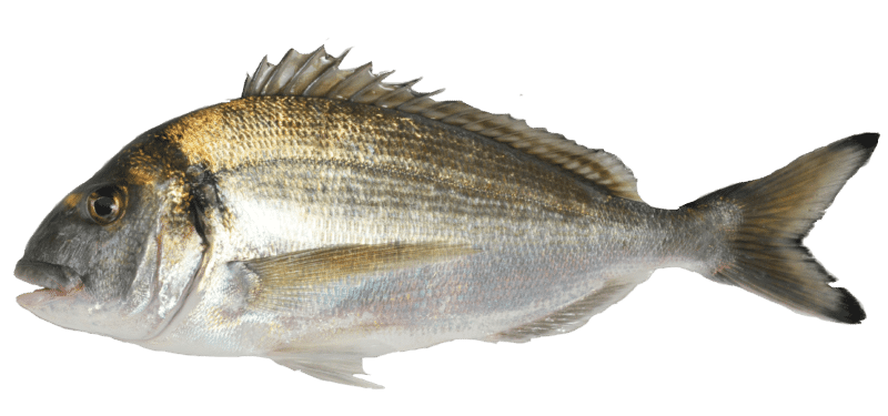 Gilthead bream