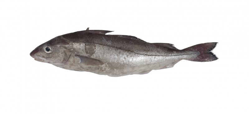 Haddock