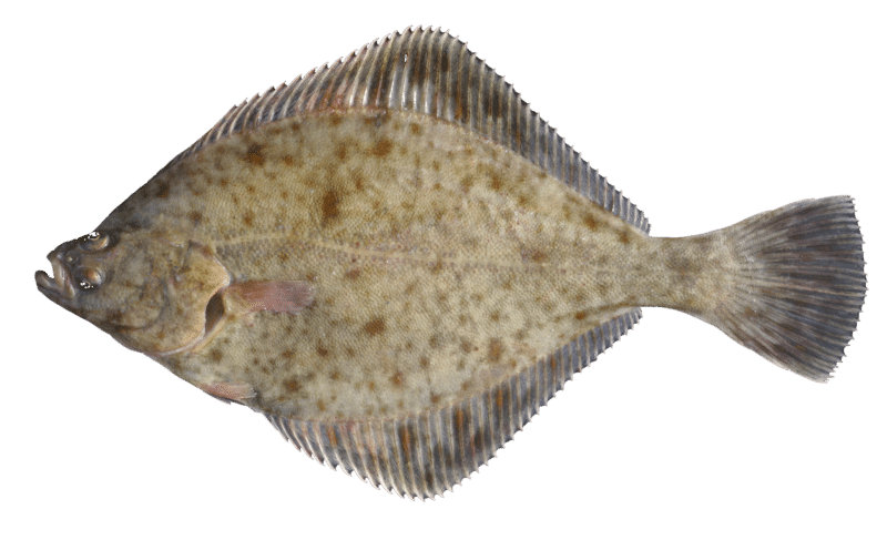 Flounder