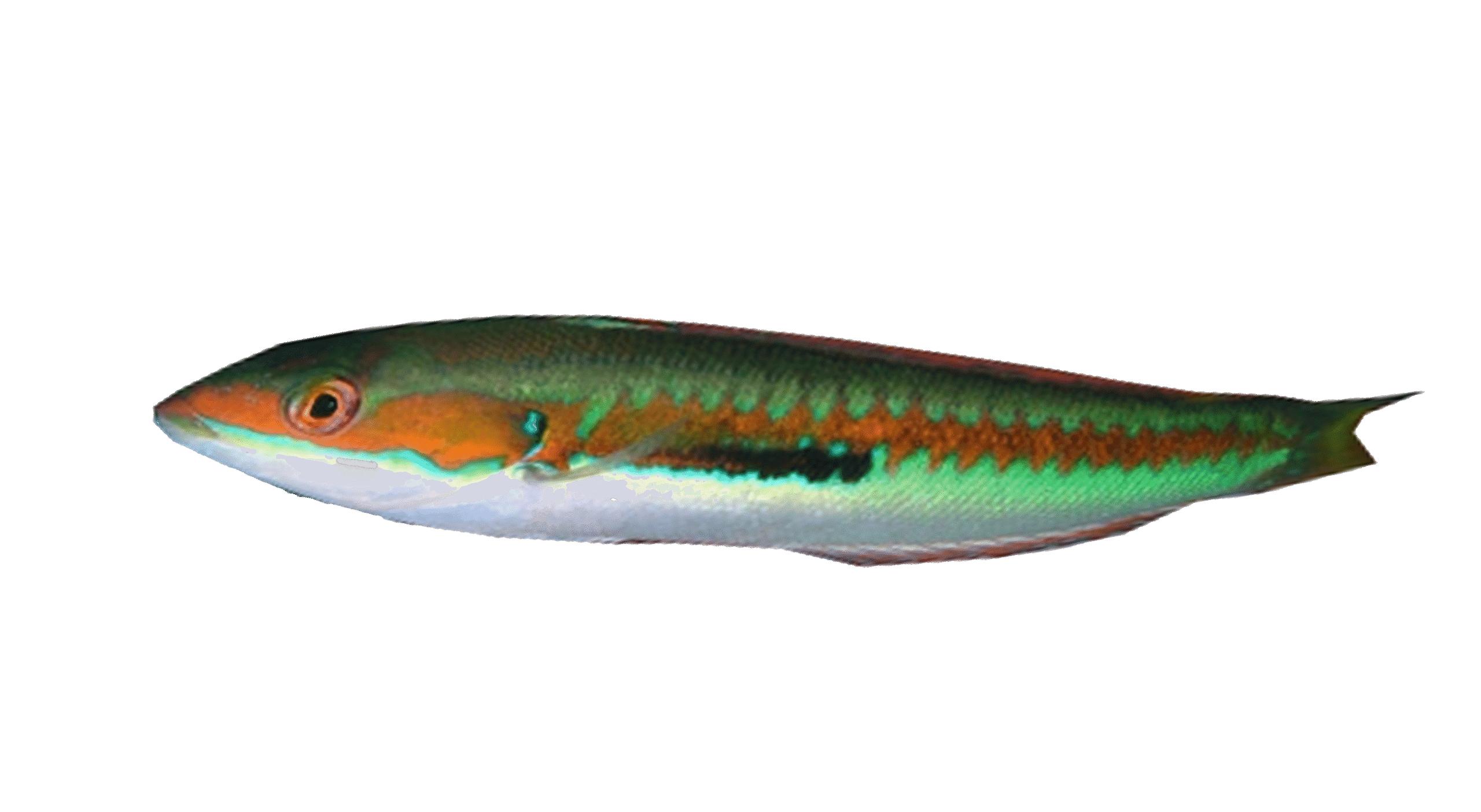 Mediterranean rainbow wrasse