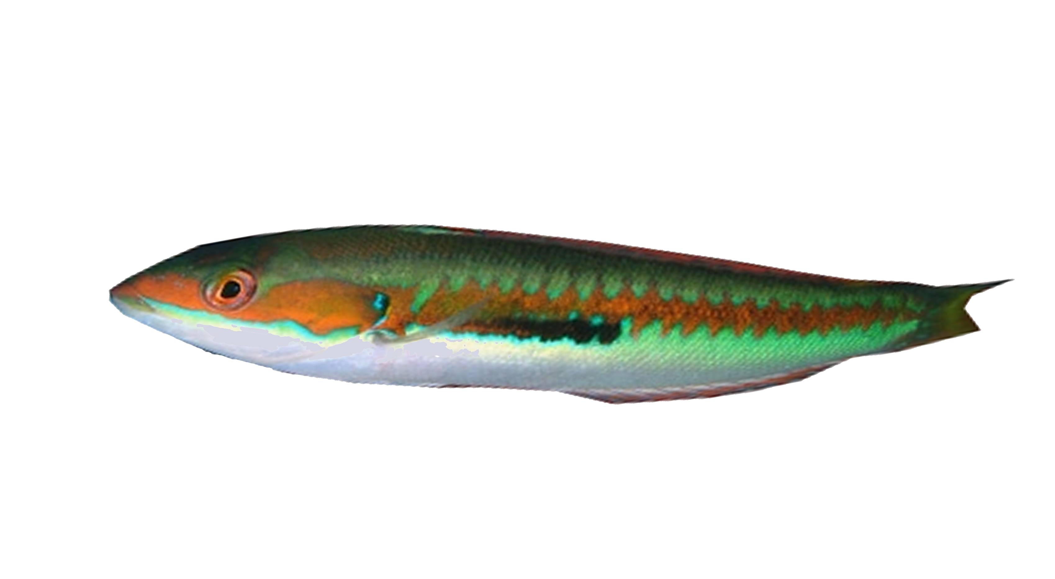 Girelle Royale Naturalisée - Poisson Coris Julis - Taxidermie De Collection - Espagne