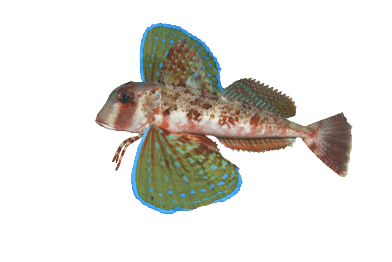 Streaked Gurnard