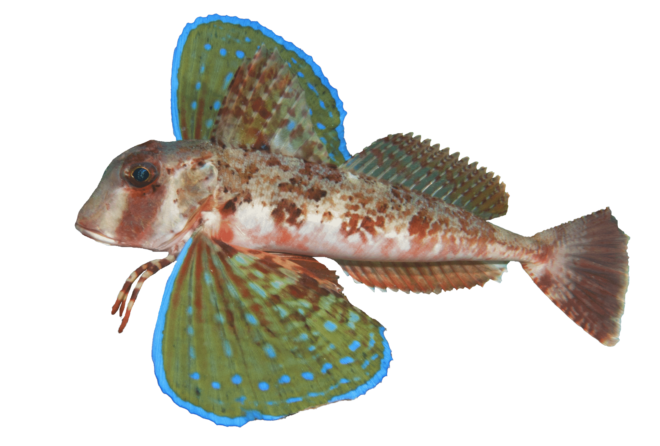 Streaked gurnard