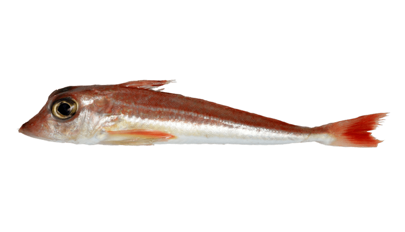 Large-scaled gurnard