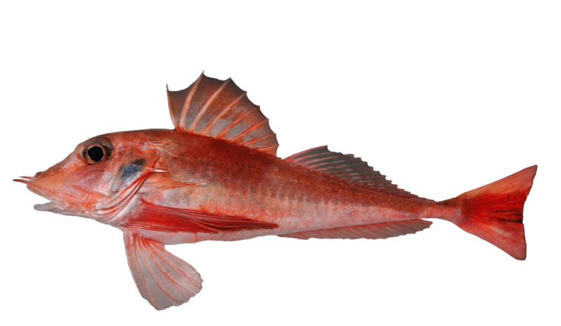 Piper Gurnard