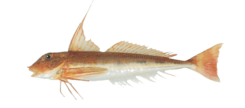 Longfin gurnard