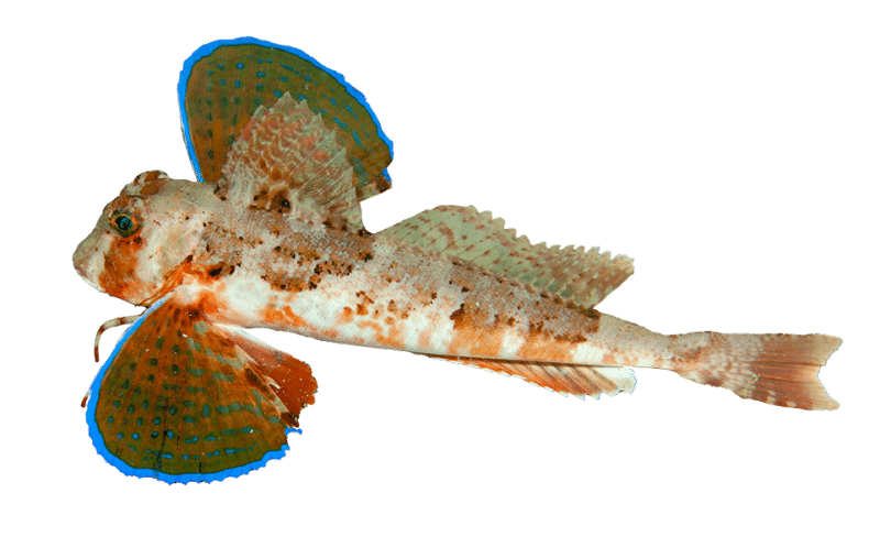 Tub Gurnard