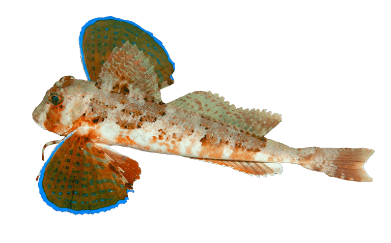 Tub gurnard