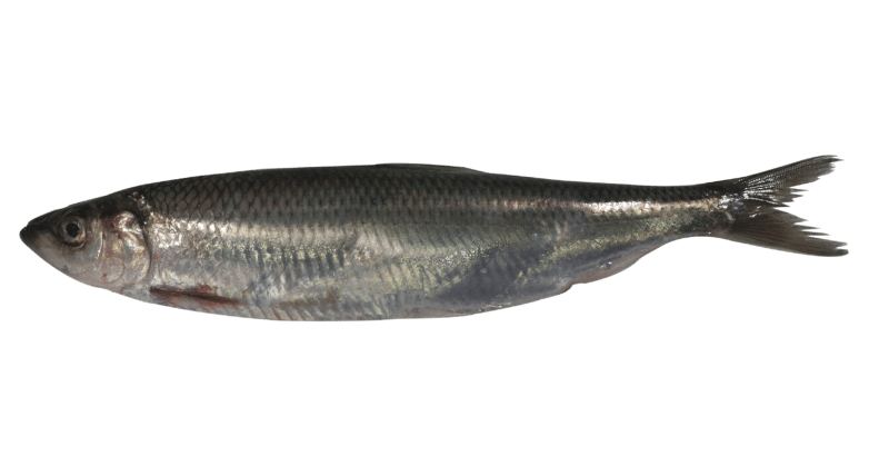 Atlantic herring