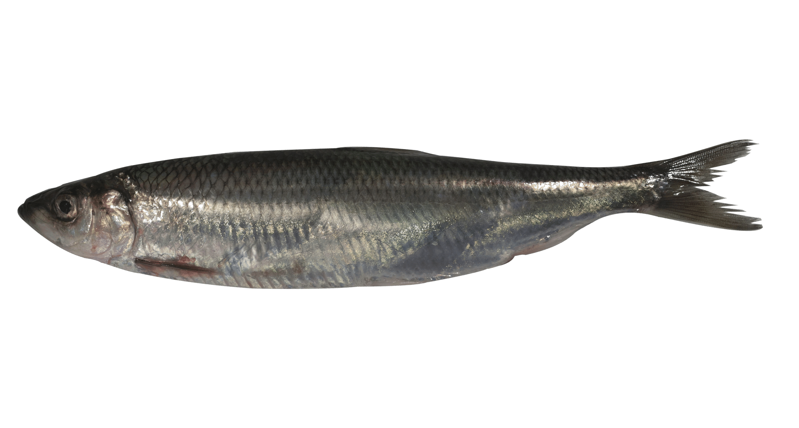 Aringa