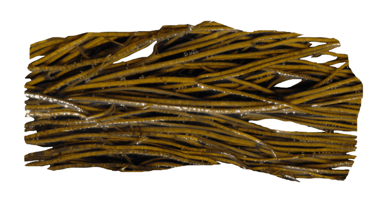 Fagiolino di mare