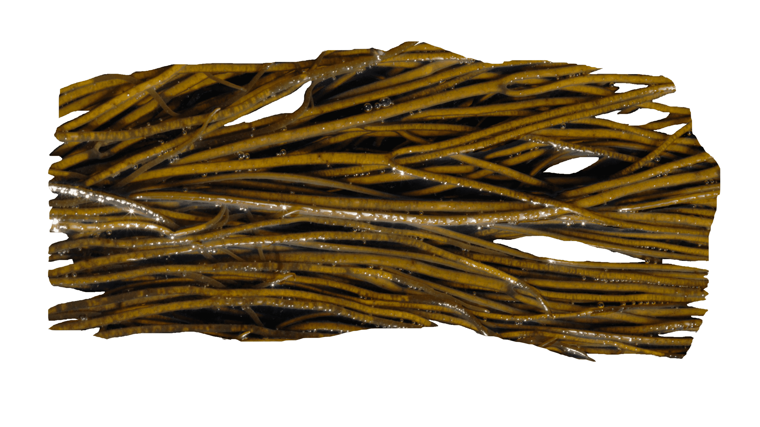 Fagiolino di mare