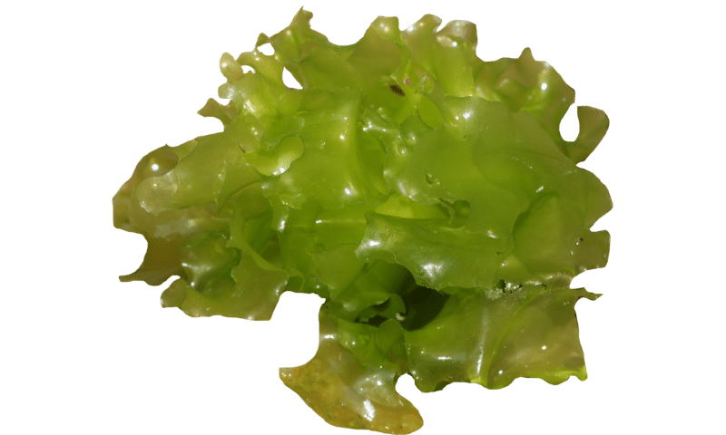 Sea lettuce