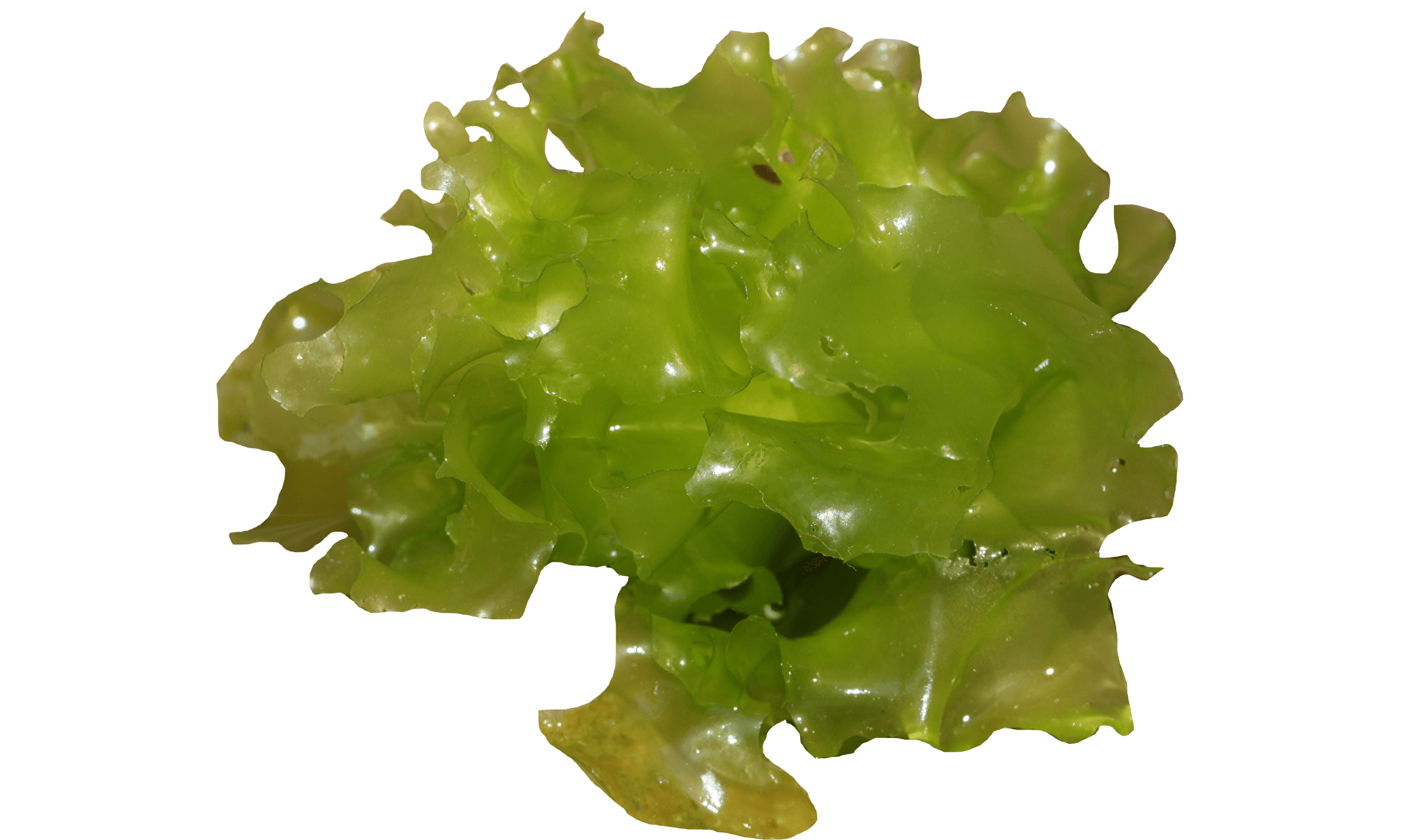 Sałata morska