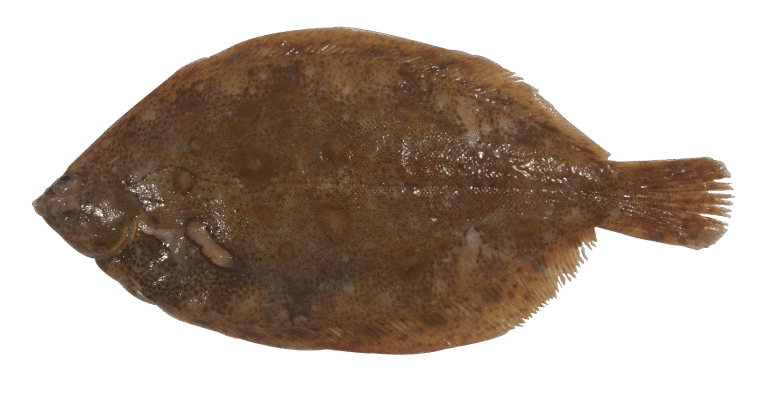 Sogliola limanda