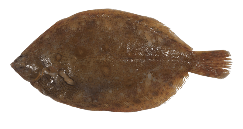 Lemon sole