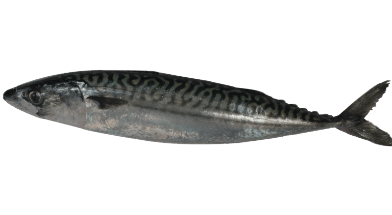 Atlantic mackerel