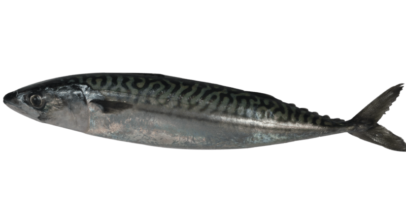 Atlantic mackerel