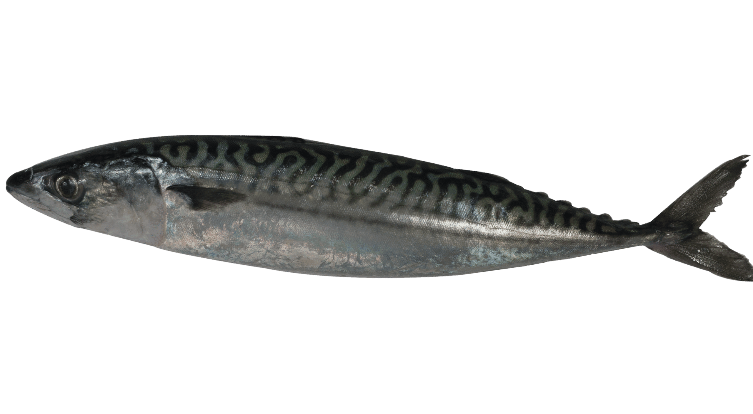 Sgombro comune