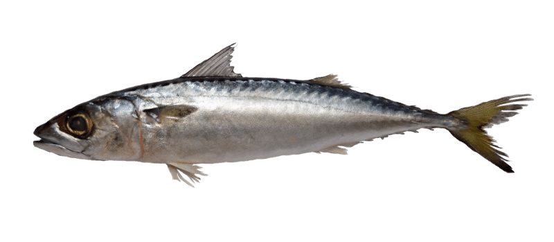 Mackerel