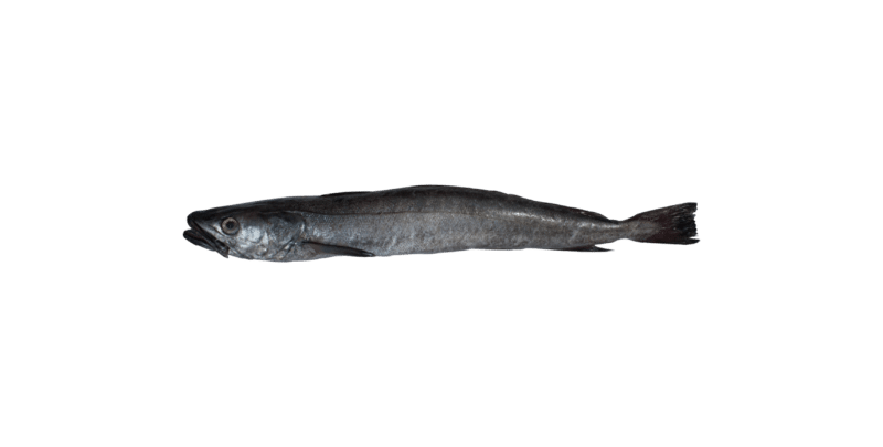 European hake