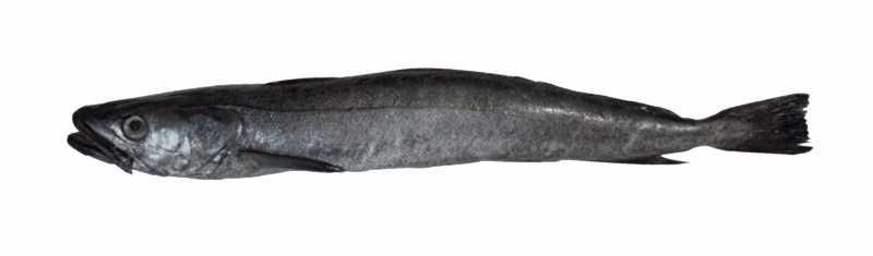 Merlu