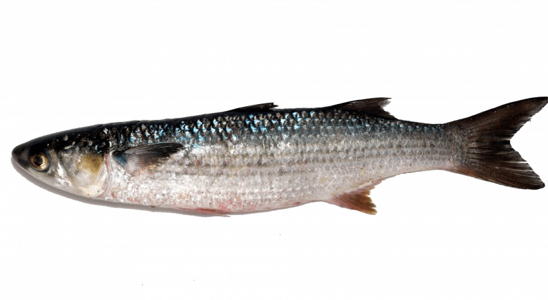 Flathead grey mullet