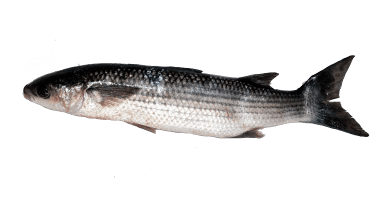 Cefalo calamita