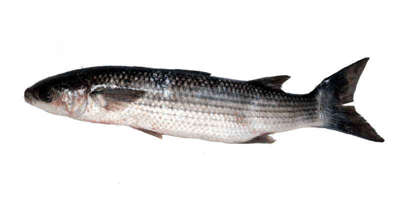 Thicklip grey mullet