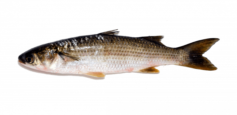 Thin-lipped Grey Mullet