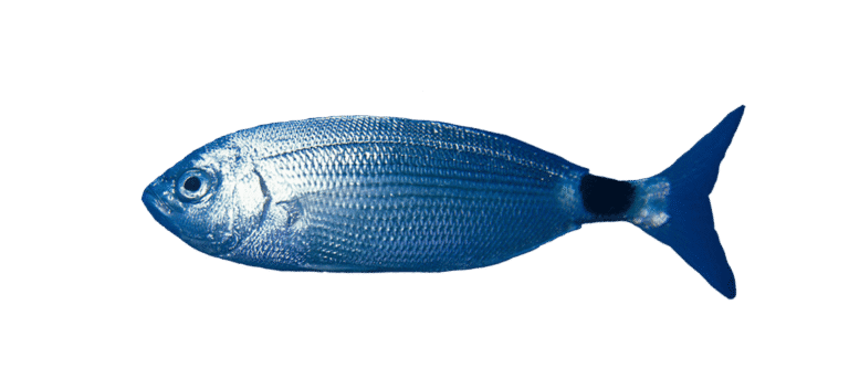 Saddled seabream